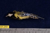 藏品(青背山雀)的圖片